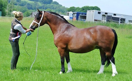 Section C - Irish Welsh Pony Society